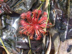 Image of Drosera petiolaris R. Br. ex DC.