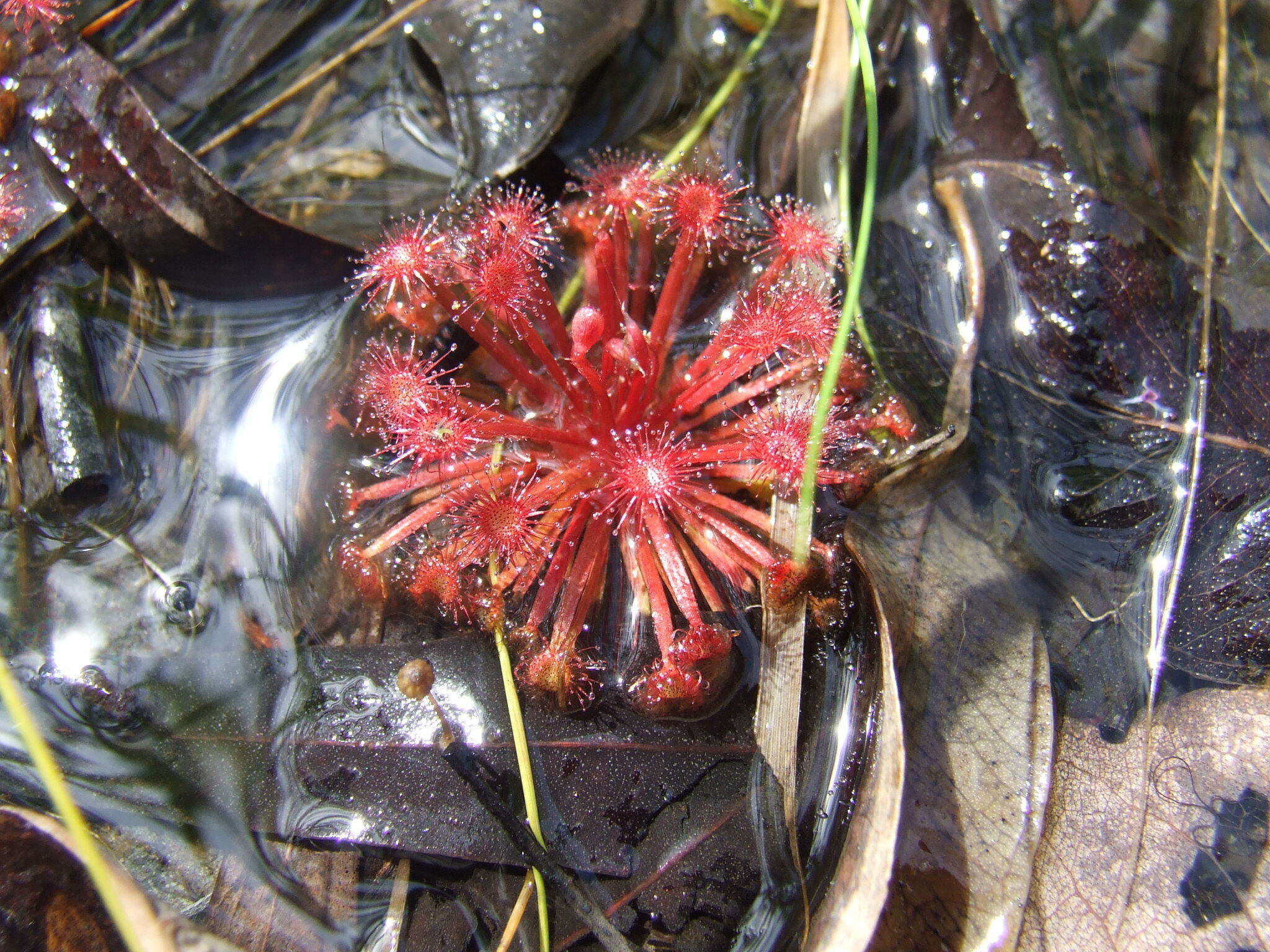 Image of Drosera petiolaris R. Br. ex DC.