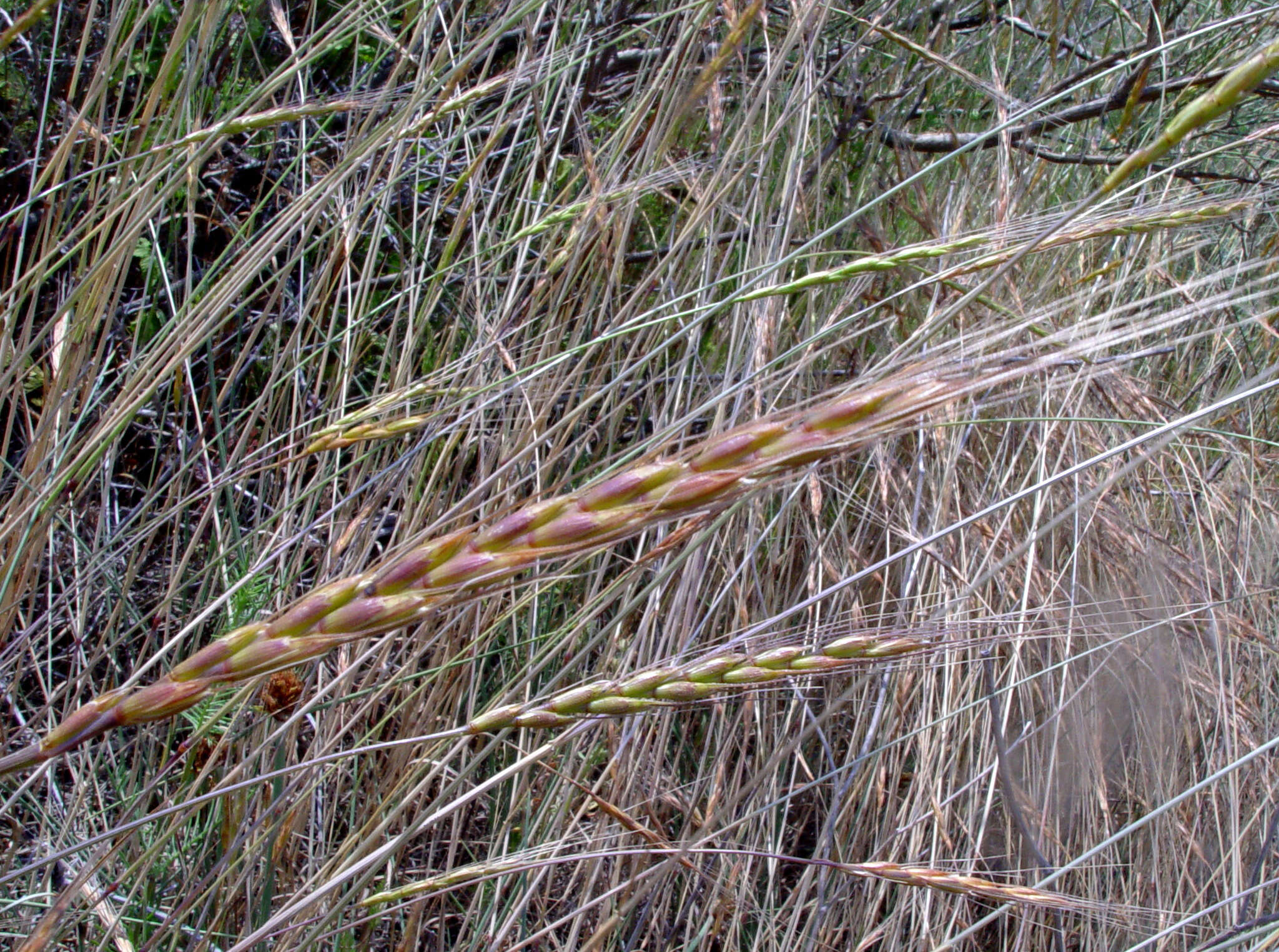 Plancia ëd Aegilops sharonensis Eig