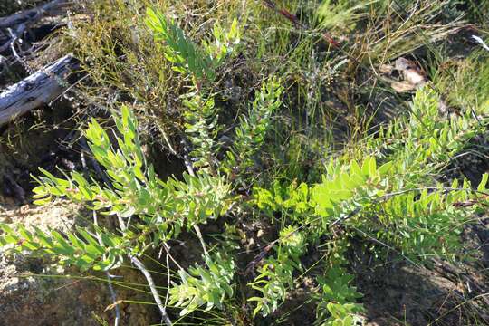 Plancia ëd Leucospermum tottum (L.) R. Br.