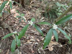 Image of Daphne kiusiana Miq.