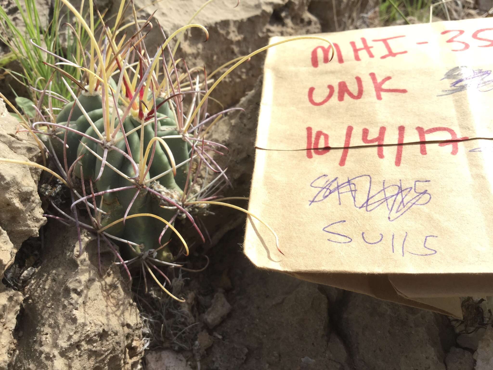 Image of Chihuahuan fishhook cactus