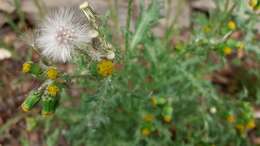 Слика од Senecio vulgaris subsp. vulgaris