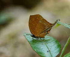 Image of Yasoda tripunctata (Hewitson 1863)