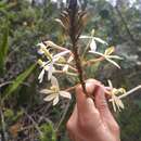 Image of Epidendrum schistochilum Schltr.