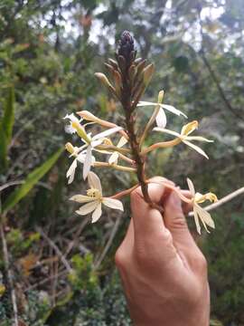 Image of Epidendrum schistochilum Schltr.