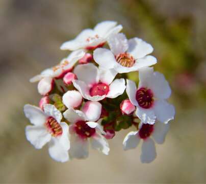 Image of Baeckea ovalifolia (F. Müll.) F. Müll.