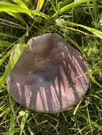 Image of Russula capensis A. Pearson 1950