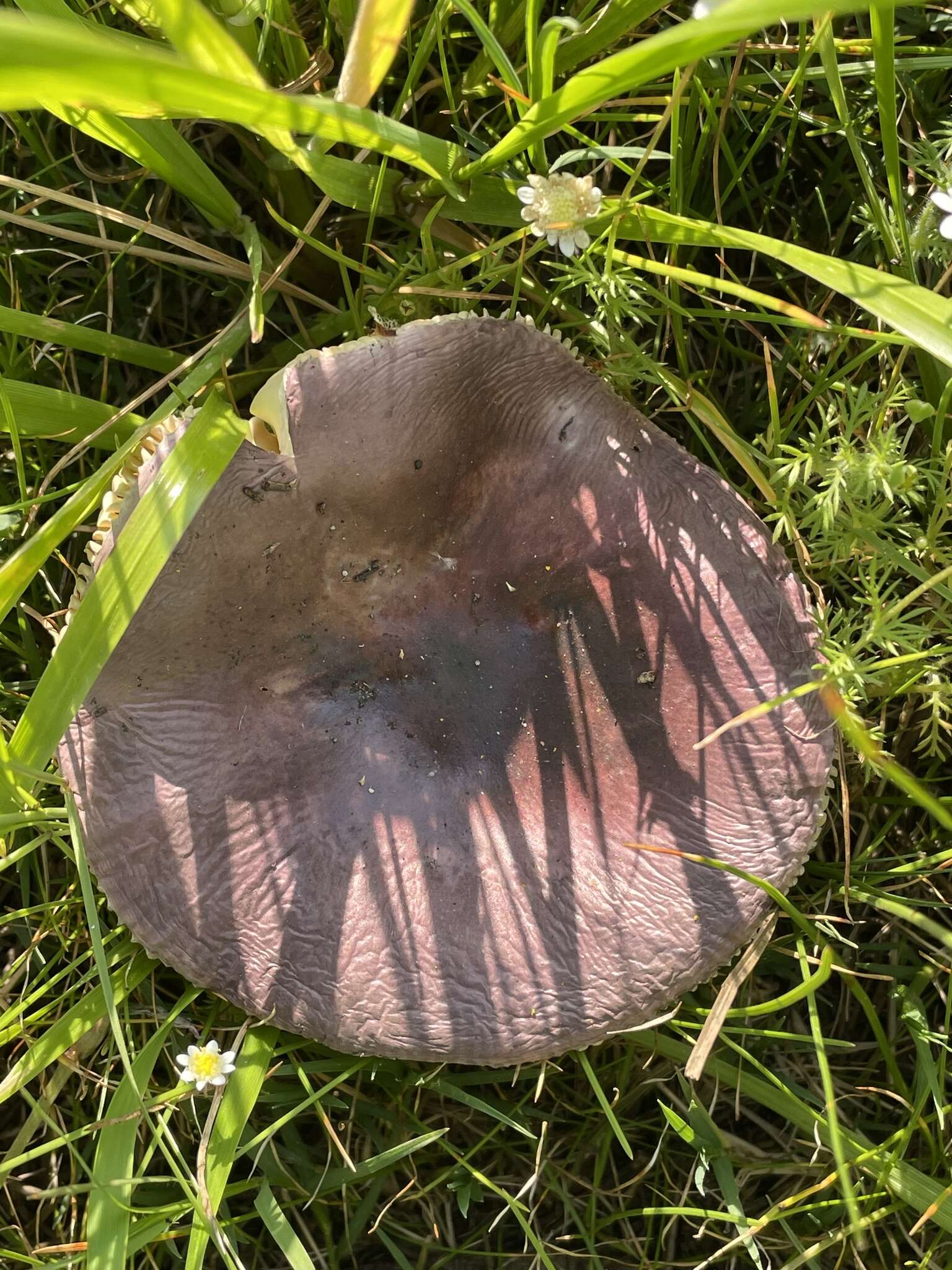 Image of Russula capensis A. Pearson 1950