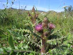 Imagem de Cirsium esculentum (Siev.) C. A. Mey.