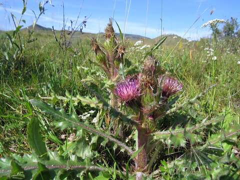 Image of Cirsium esculentum (Siev.) C. A. Mey.