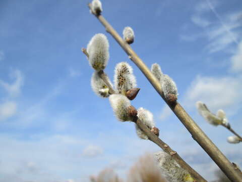 Image of goat willow