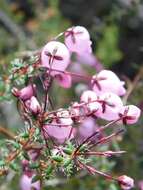 Imagem de Erica carduifolia Salisb.