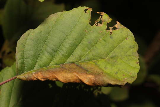 Image of Caloptilia elongella (Linnaeus 1761)