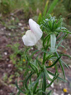 Image of Misopates calycinum (Vent.) Rothm.