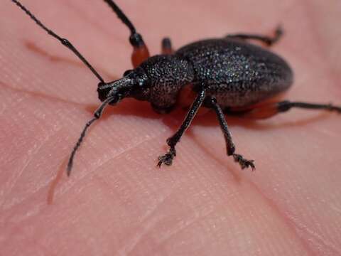 Image of Otiorhynchus (Otiorhynchus) cardiniger (Host 1789)