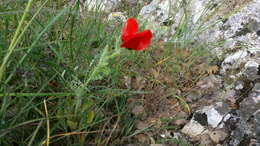 Image of blackspot hornpoppy