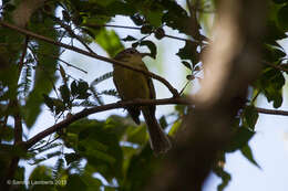 Image of Rough-legged Tyrannulet