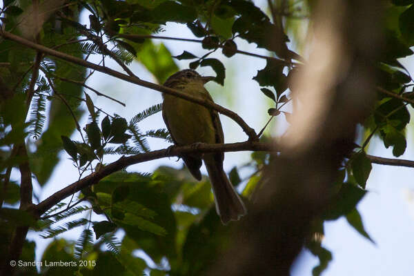 Image of Rough-legged Tyrannulet