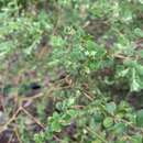 صورة Pimelea latifolia subsp. altior (F. Müll.) Threlfall