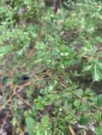 صورة Pimelea latifolia subsp. altior (F. Müll.) Threlfall