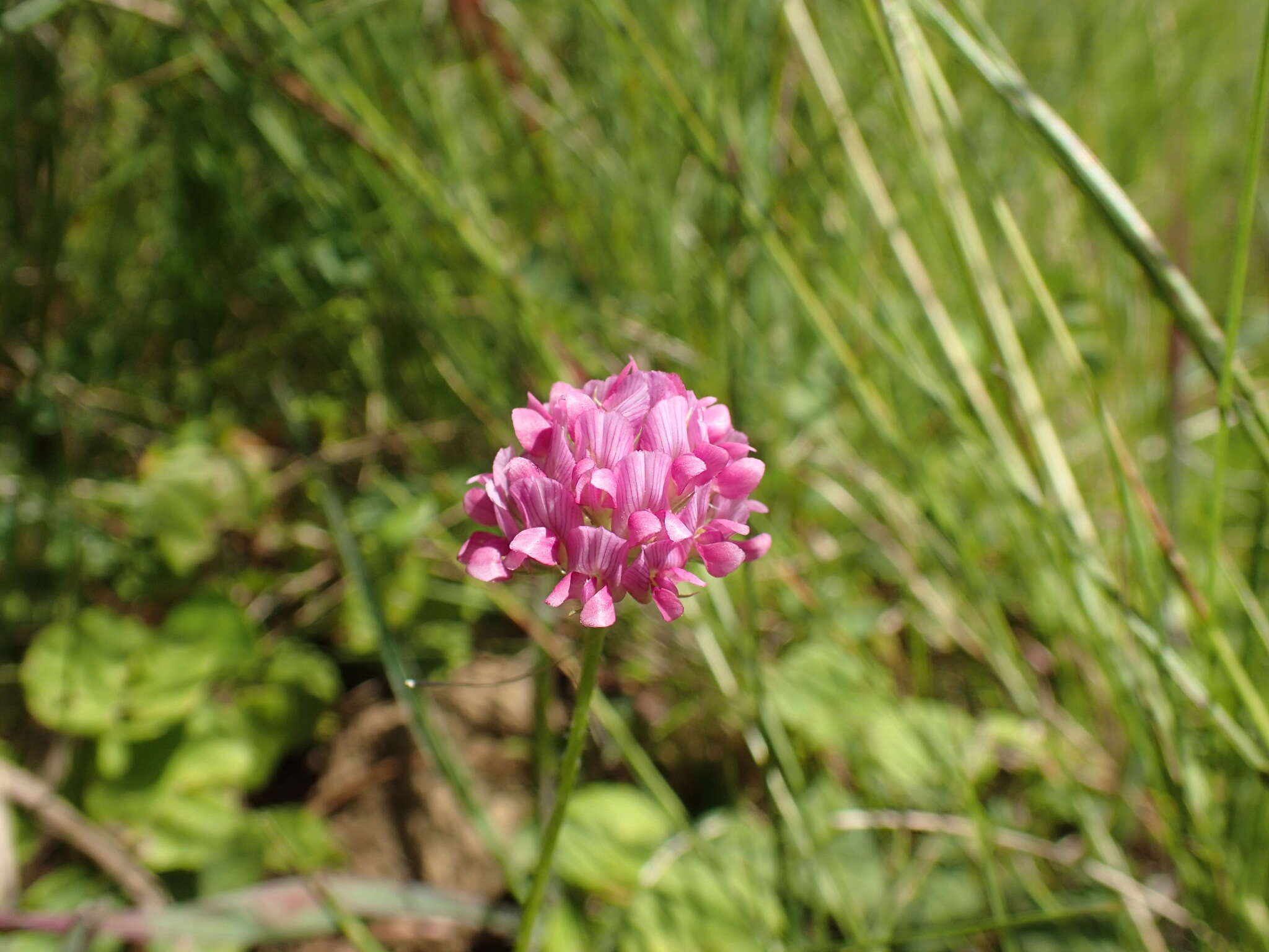 Image of African clover