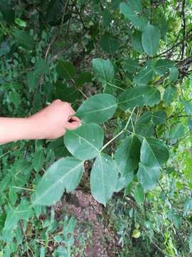 Image of Staphylea pringlei S. Wats.