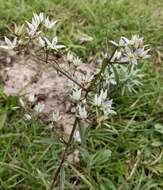 Image of Swertia paniculata Wall.