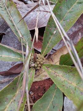 Pradosia brevipes (Pierre) T. D. Penn. resmi