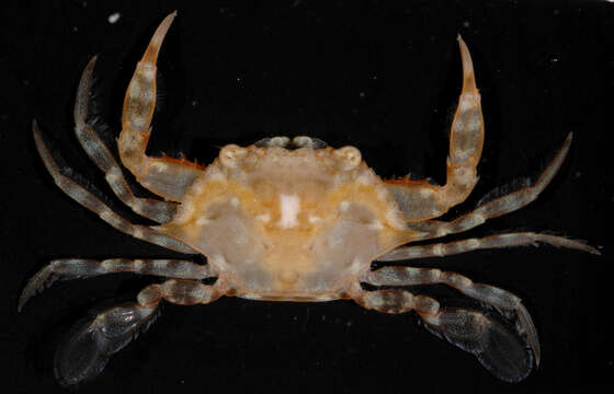 Image of sargassum crab