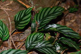 Image of Alpinia pumila Hook. fil.