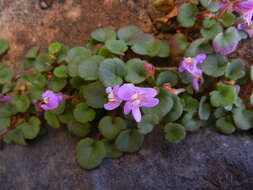 Image de Cymbalaria pallida (Ten.) Wettst.