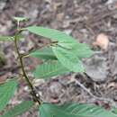 Frangula capreifolia (Schlechtend.) Grubov resmi