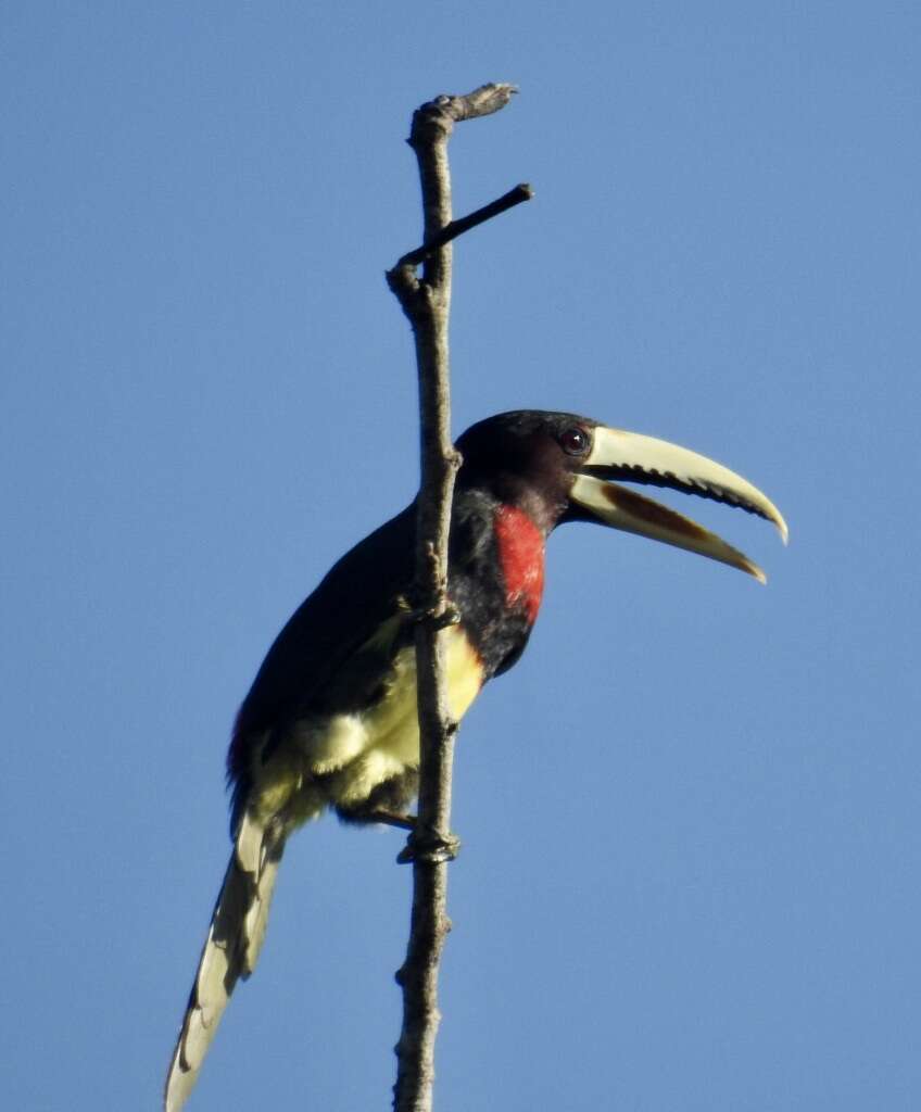 Image of Ivory-billed Aracari