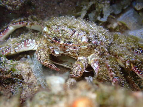 Image of scaly rock crab