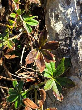 Image of Potentilla alchimilloides Lapeyr.