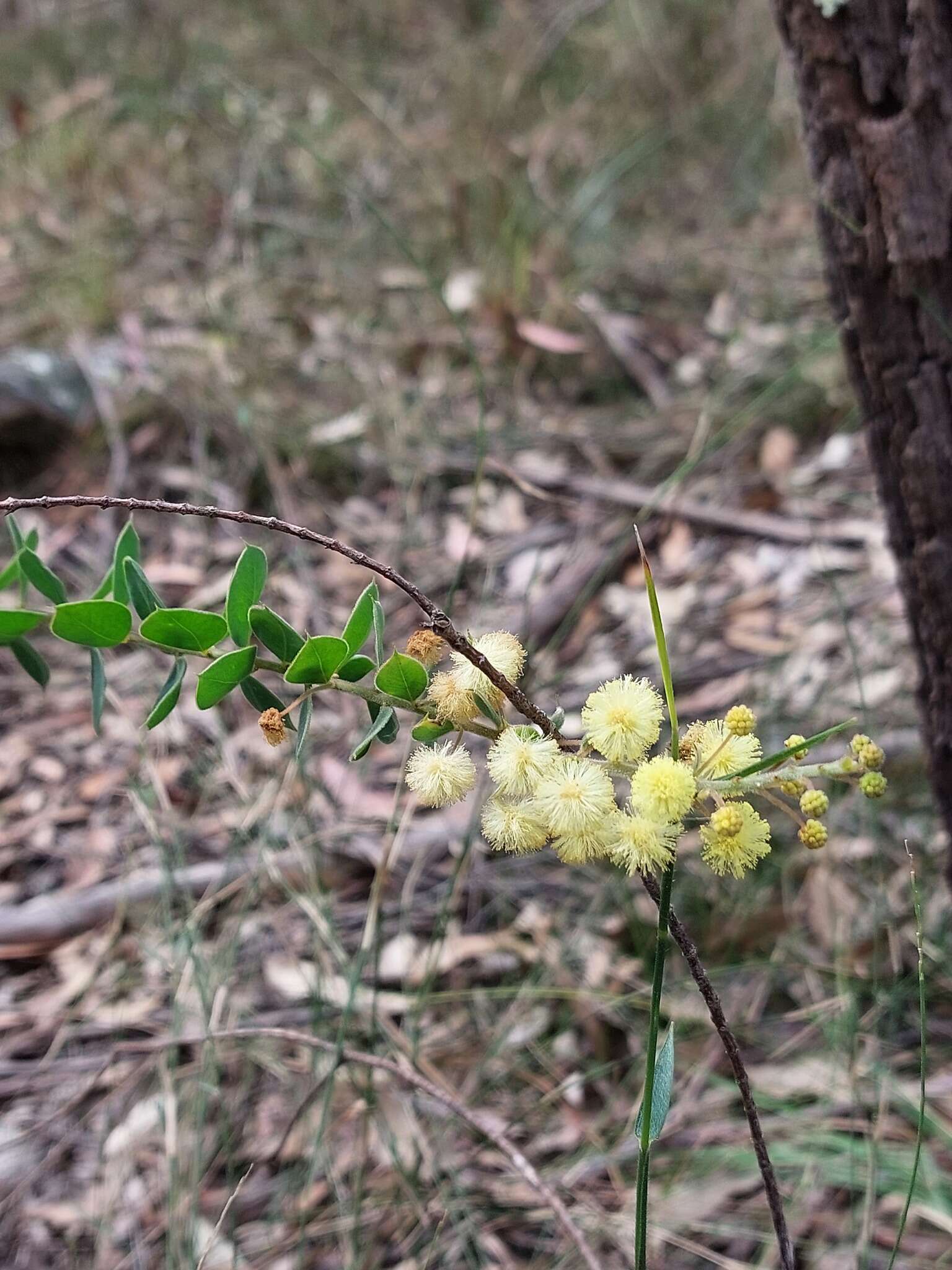 Acacia cremiflora B. J. Conn & Tame的圖片