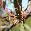 Imagem de Eucalyptus scias subsp. scias