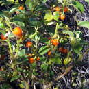 Imagem de Solanum tomentosum L.