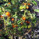 Image of Solanum tomentosum L.