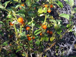 Image of Solanum tomentosum L.