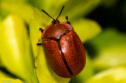 Image of Chelymorpha clivosa Boheman 1854