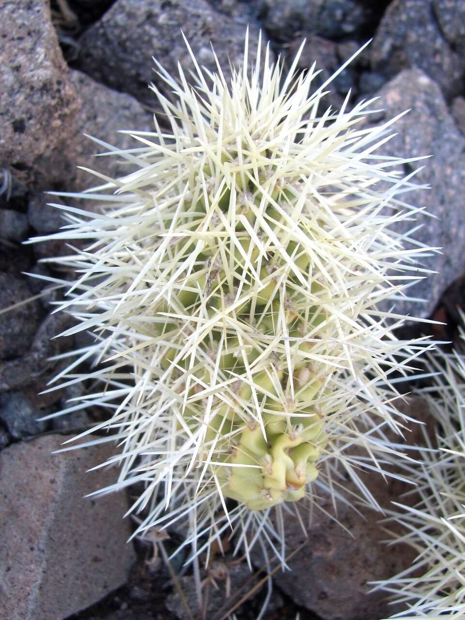 Image of teddybear cholla