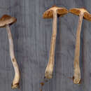 Cortinarius tortuosus (Fr.) Fr. 1838的圖片