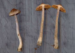 Слика од Cortinarius tortuosus (Fr.) Fr. 1838