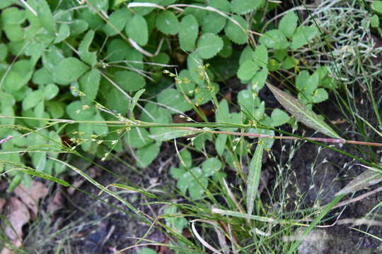 Слика од Juncus papillosus Franch. & Sav.