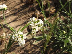 Image of Cryptantha alyssoides (A. DC.) Reiche