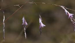 Imagem de Dierama robustum N. E. Br.