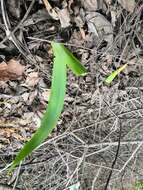 Image of stool iris