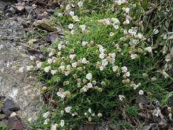 Image of Silene uniflora subsp. uniflora